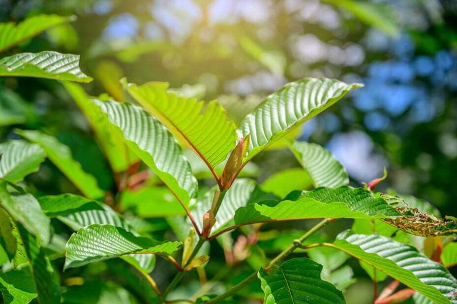 kratom and kava