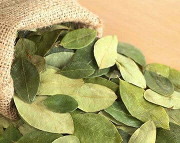 Coca Leaves